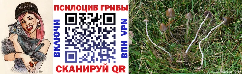 kraken зеркало  как найти   Трёхгорный  Псилоцибиновые грибы MAGIC MUSHROOMS 